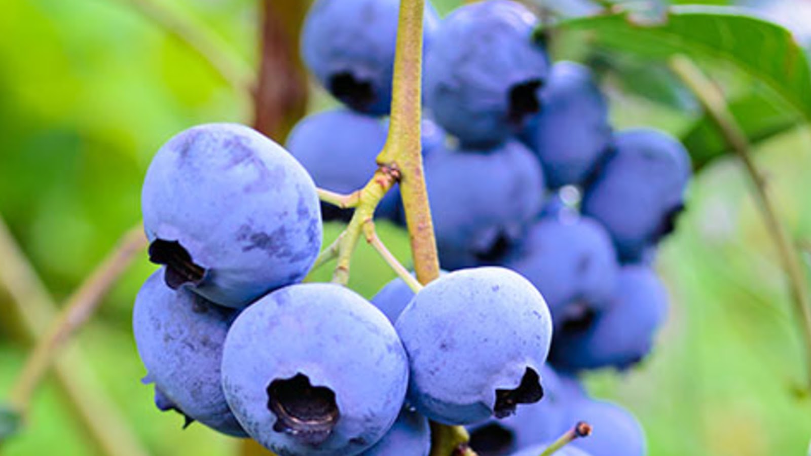 types of blueberries