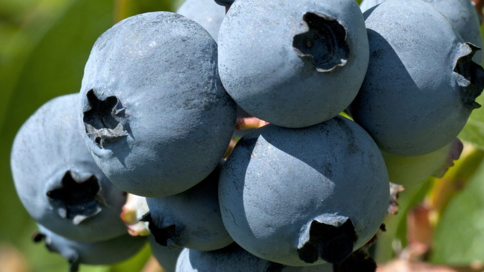 types of blueberries