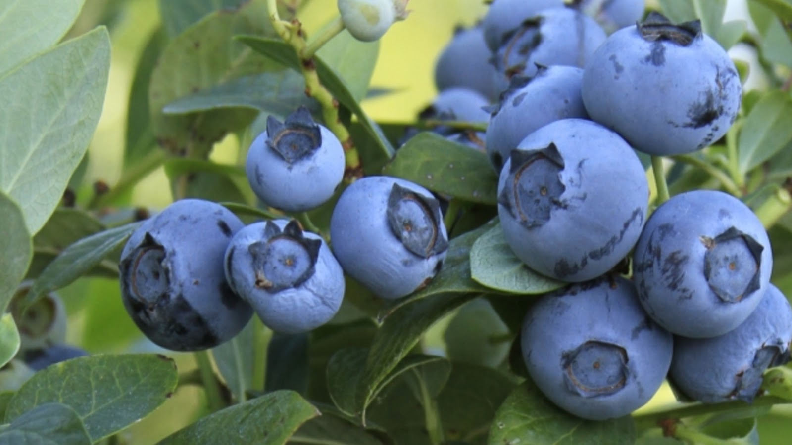 types of blueberries