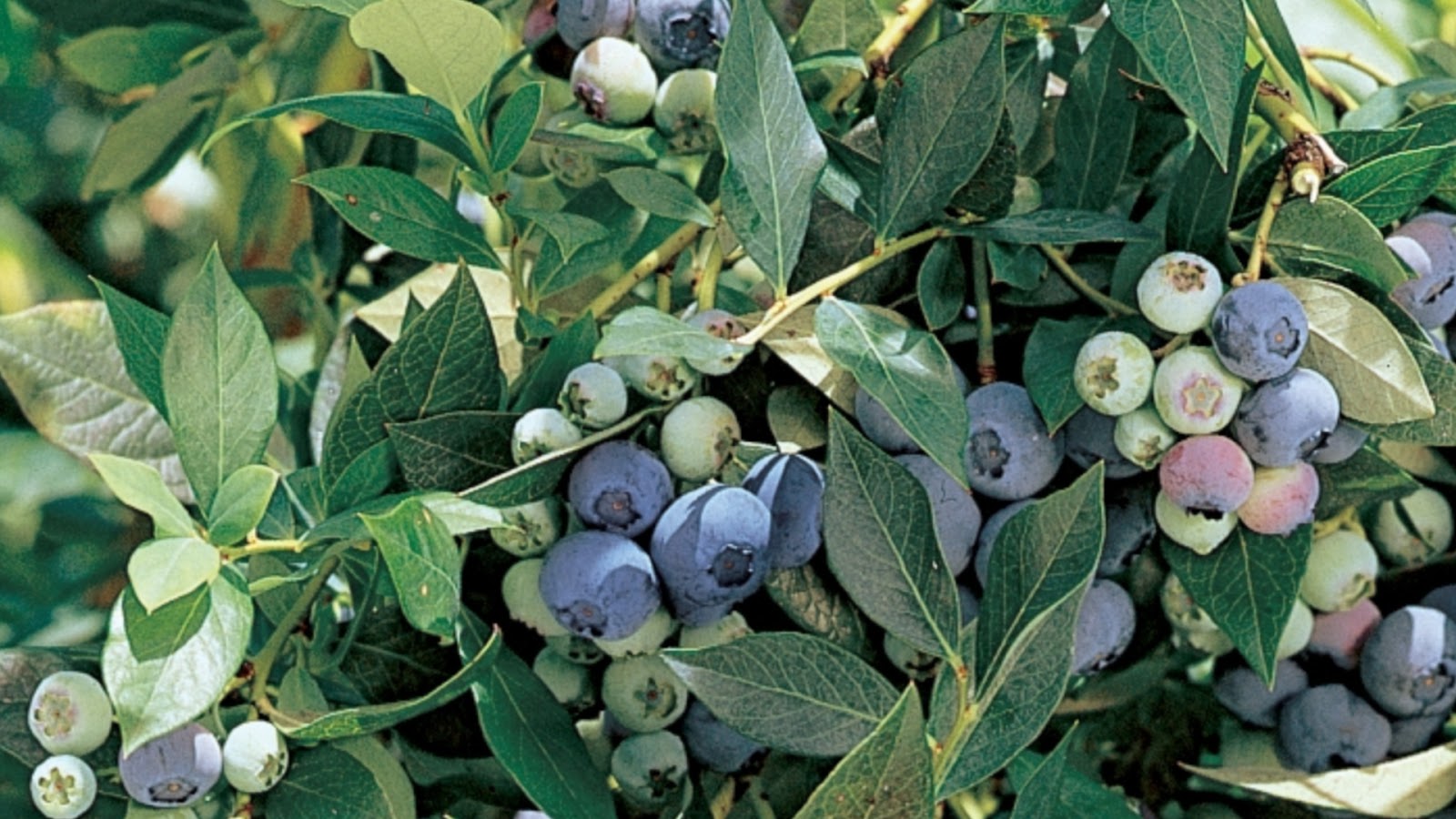 types of blueberries