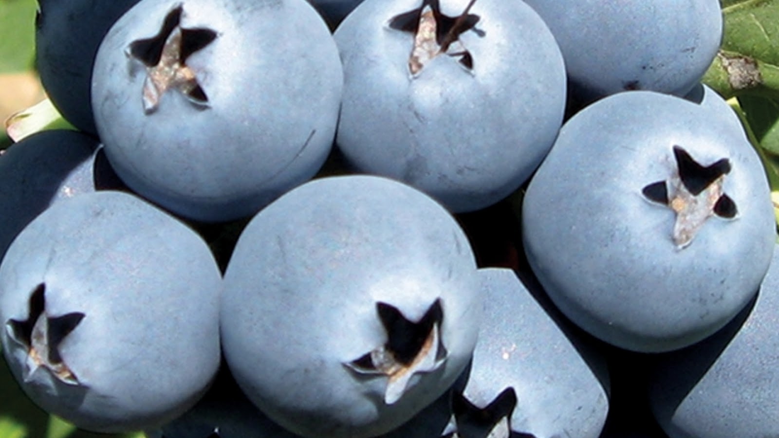 types of blueberries