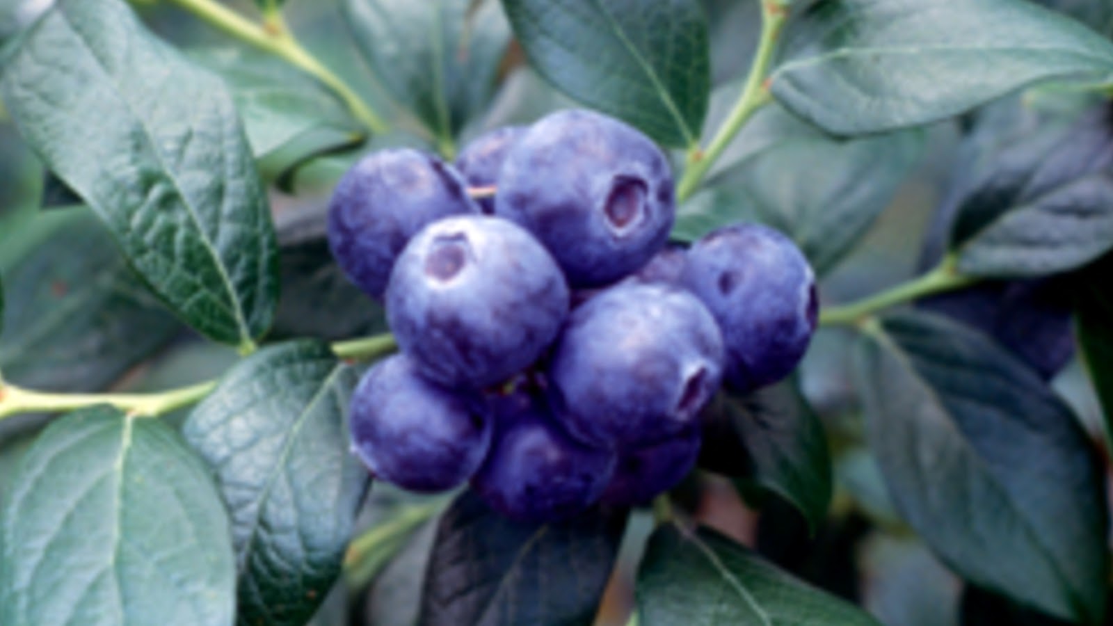 types of blueberries