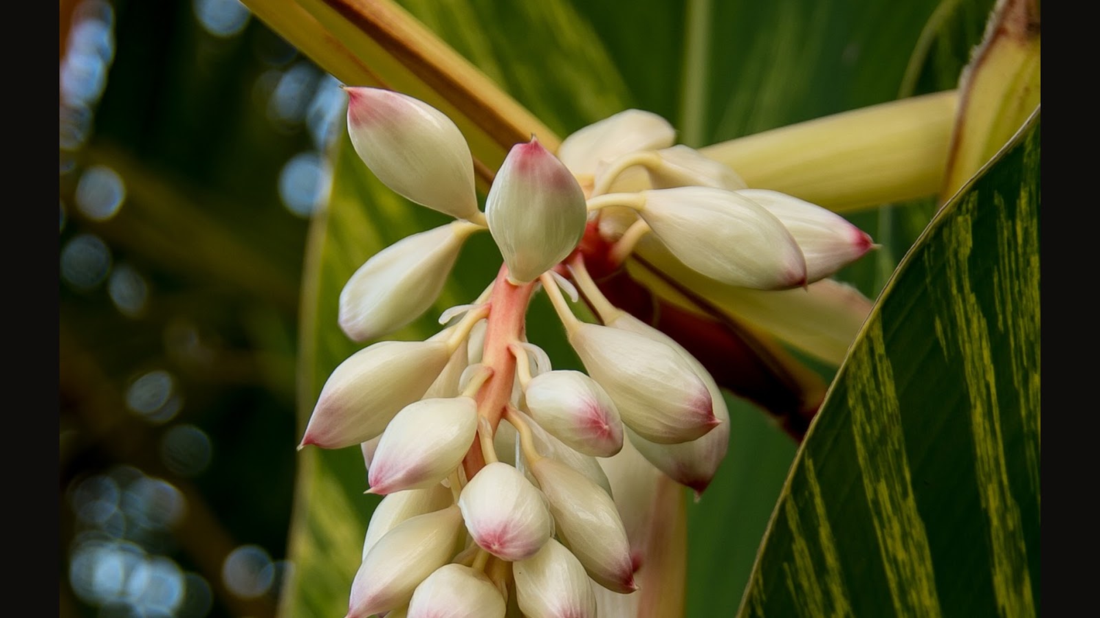 types of fresh ginger