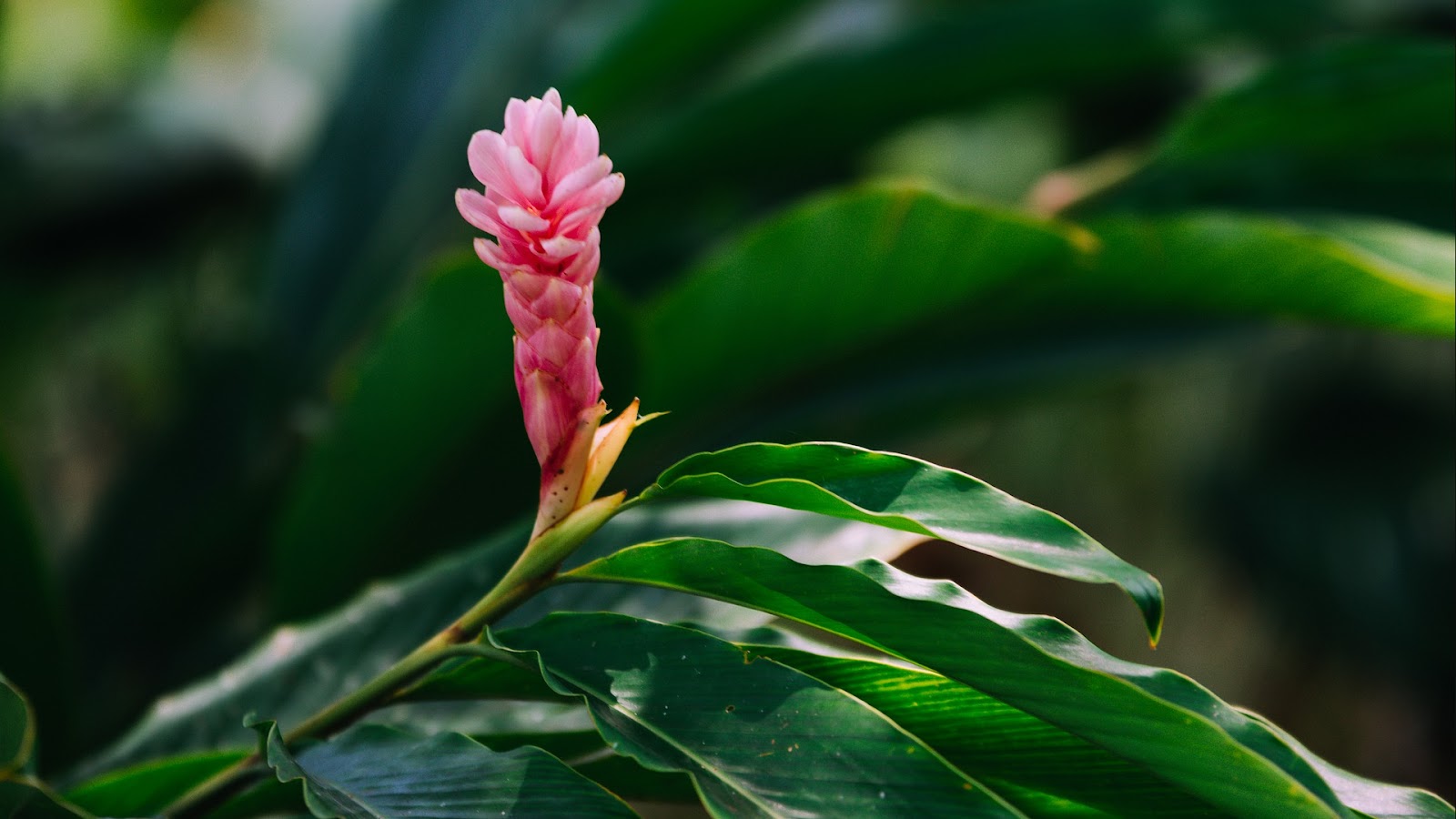 types of fresh ginger