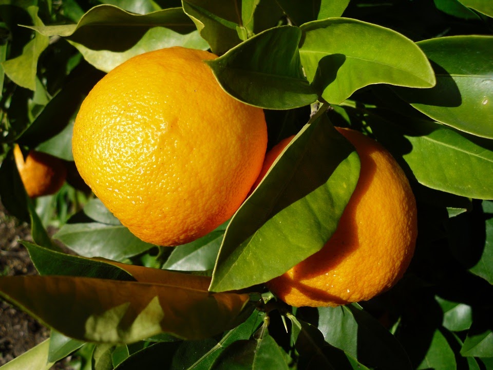  types of tangerines