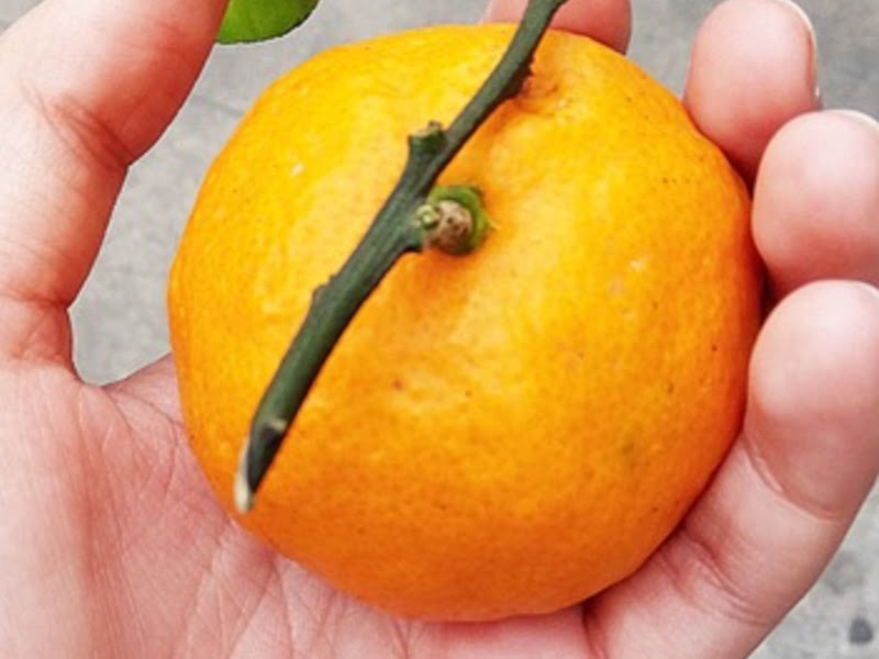  types of tangerines