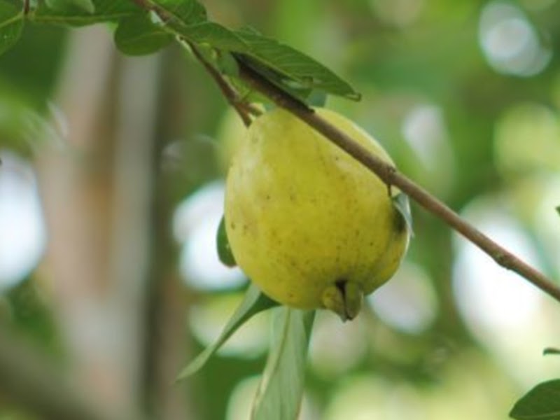 Types of Guava