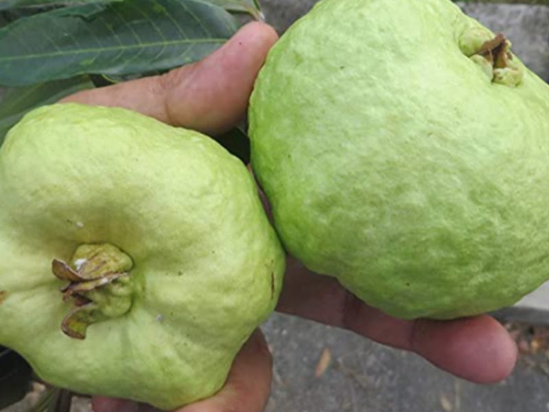 Types of Guava