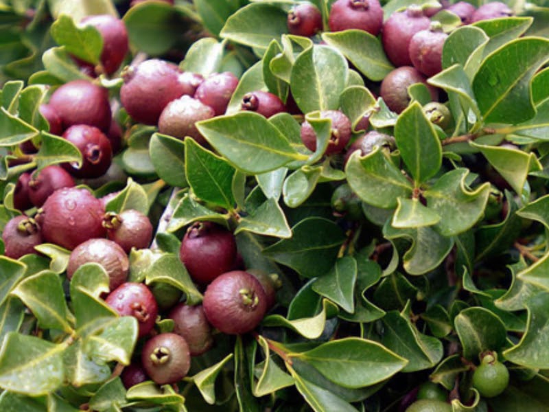 Types of Guava