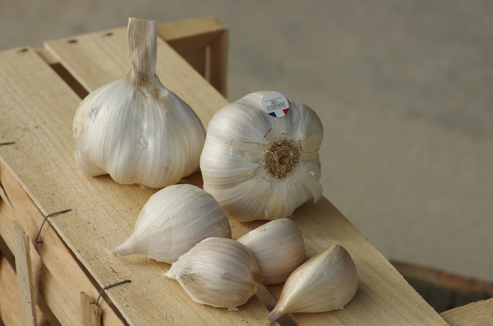 types of garlic