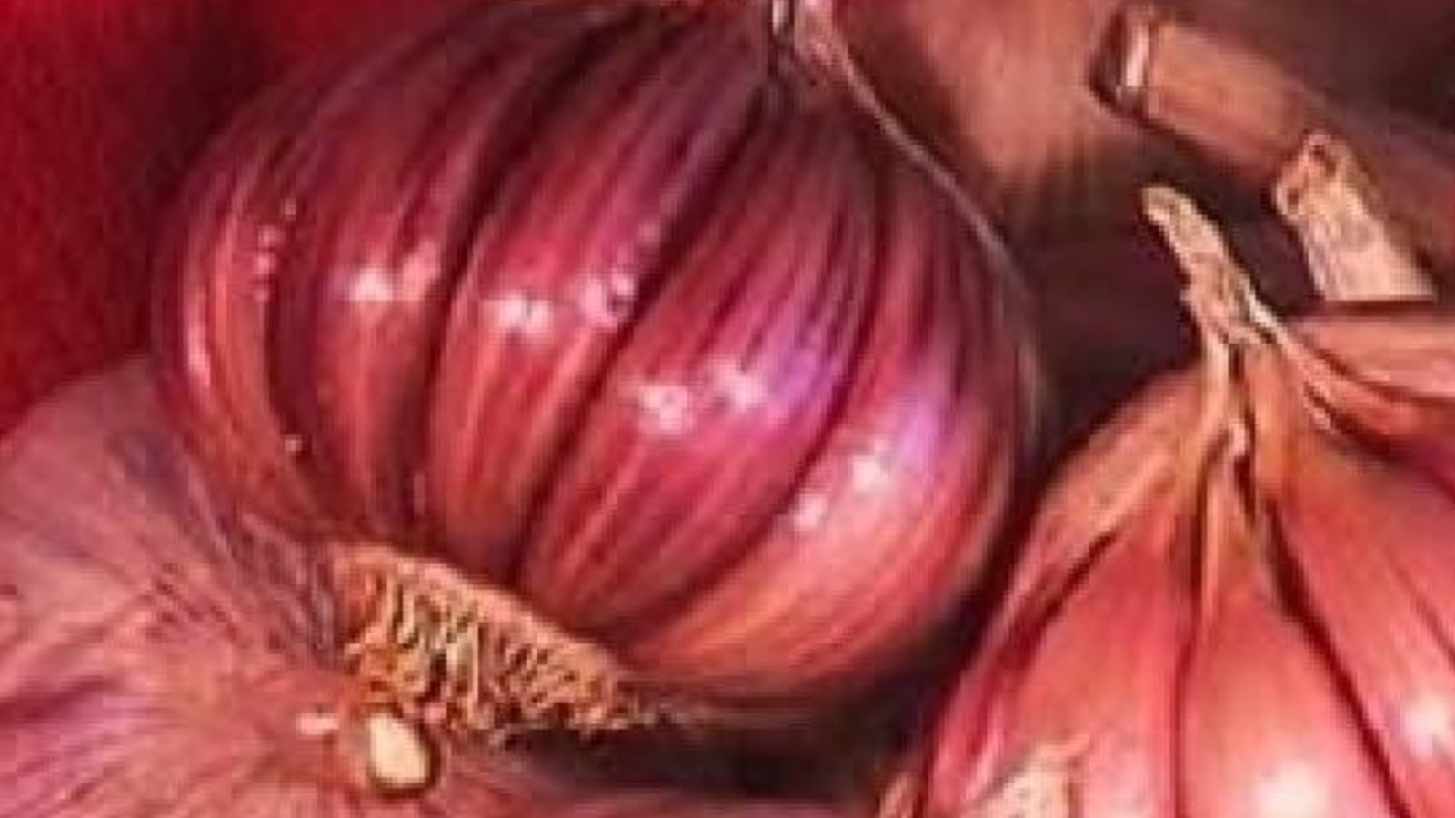 types of garlic