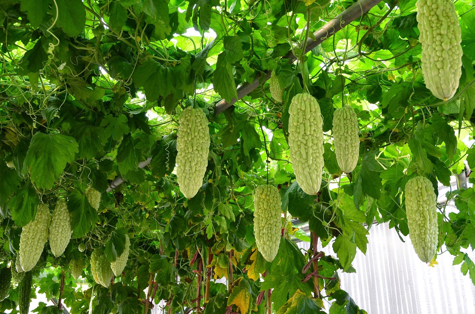 types of melons