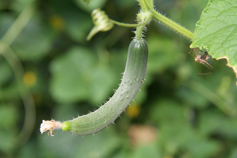 types of cucumbers