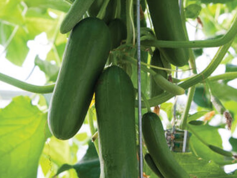 types of cucumbers