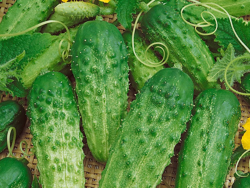 types of cucumbers