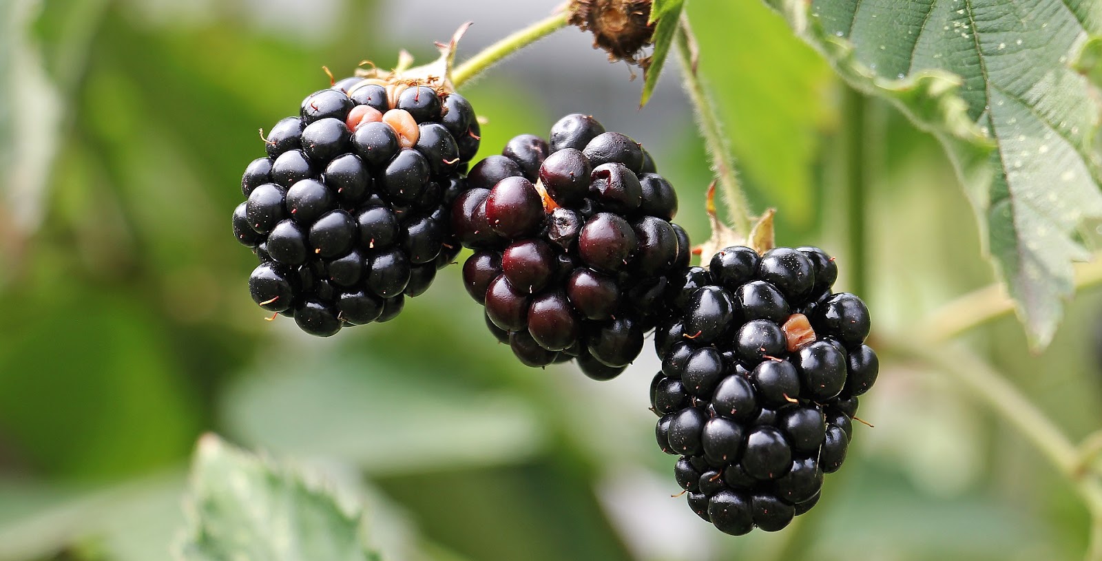  types of berries