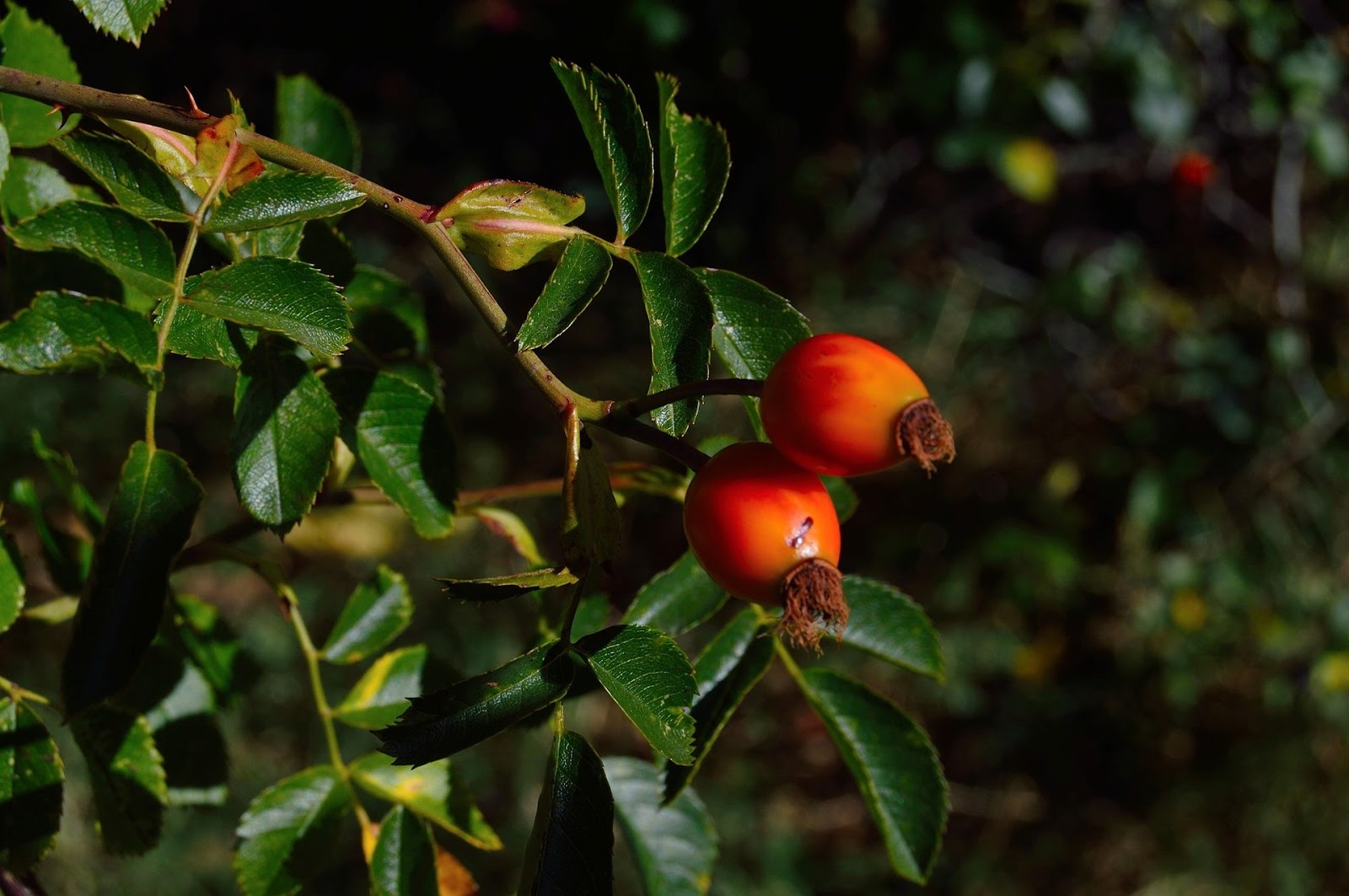  types of berries