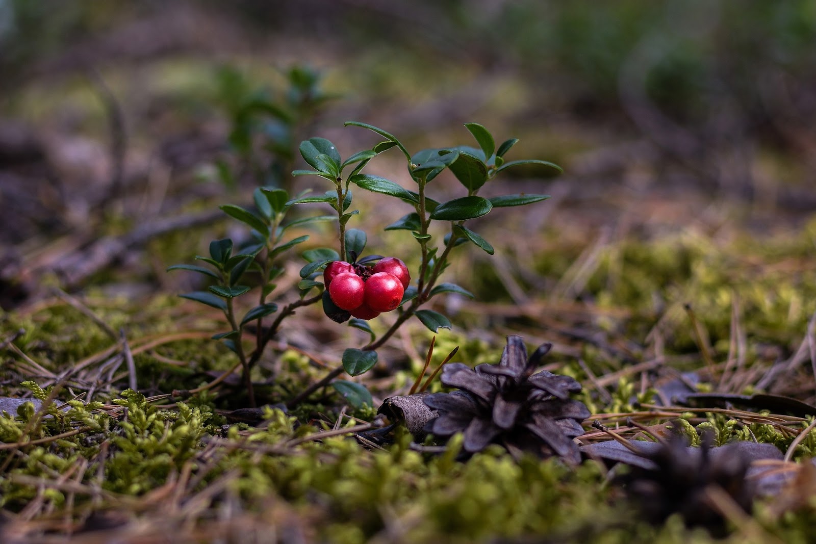  types of berries