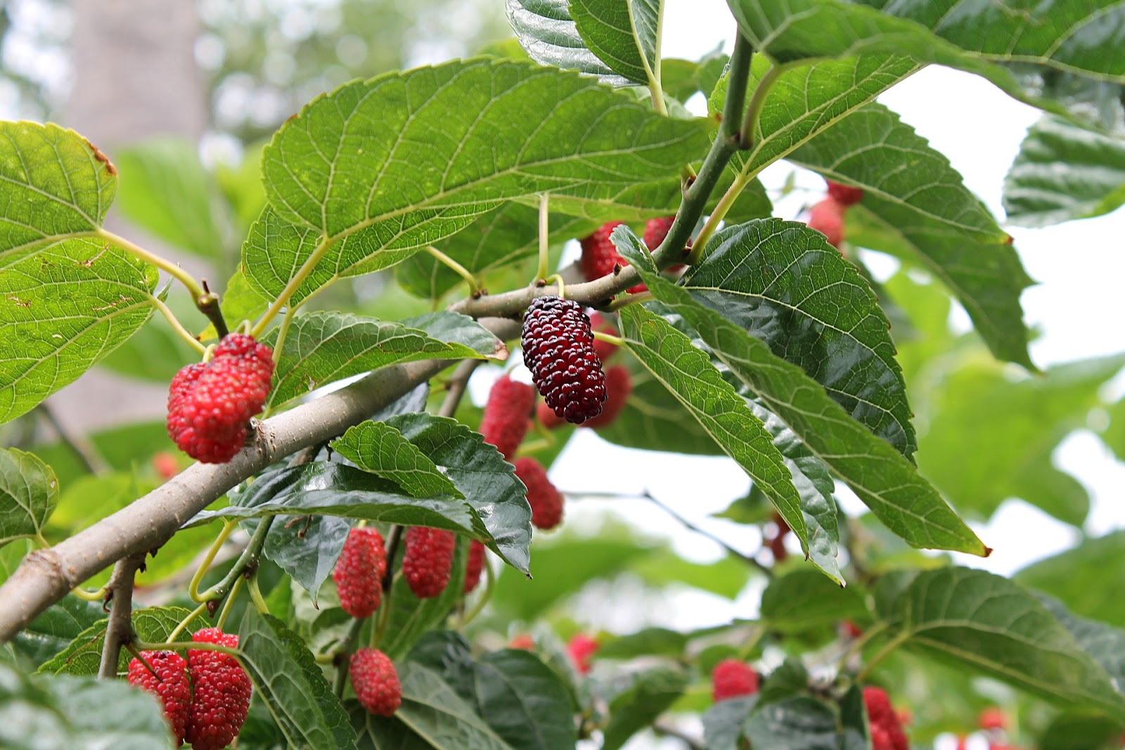  types of berries