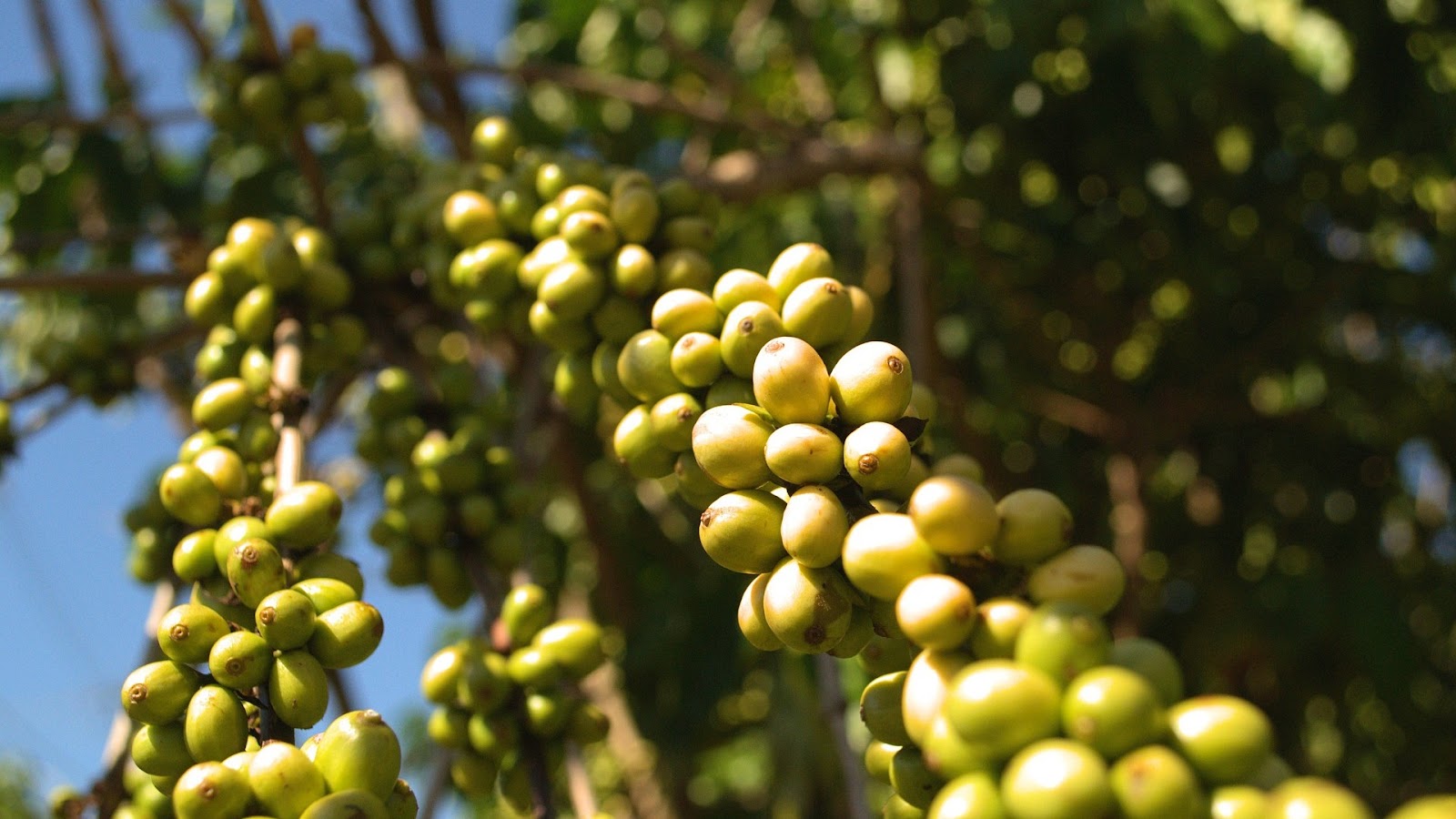  types of coffee beans