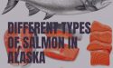 5 Different Types Of Salmon In Alaska With Images