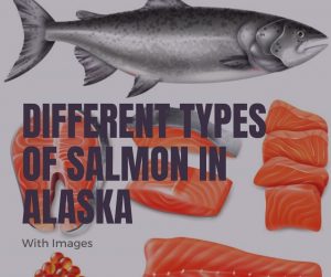 types of salmon in alaska