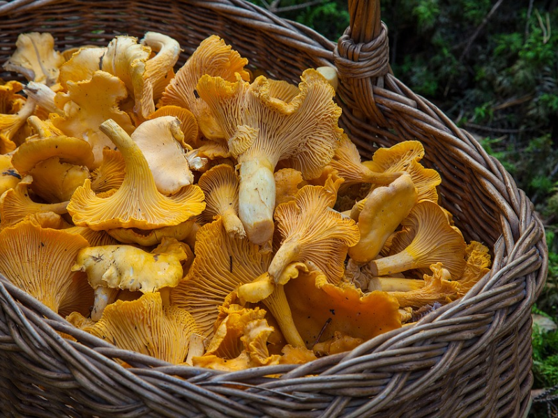 how to dehydrate mushrooms