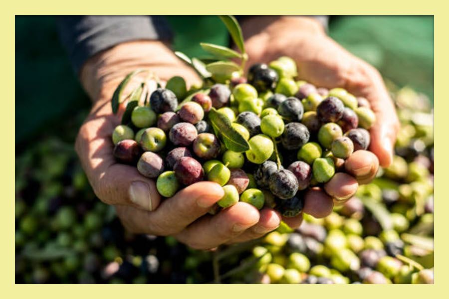 Arbequina Olives