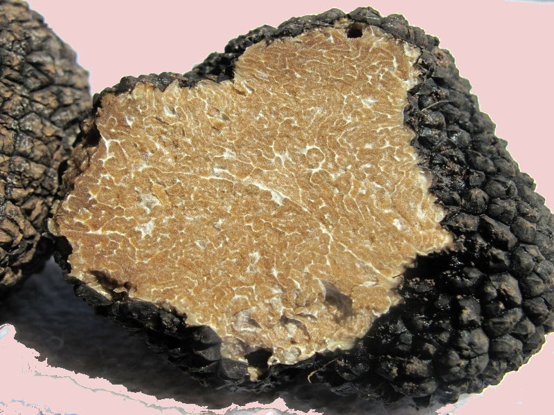 Black Summer Truffle