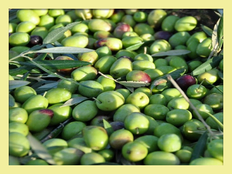 Cobrancosa Olives