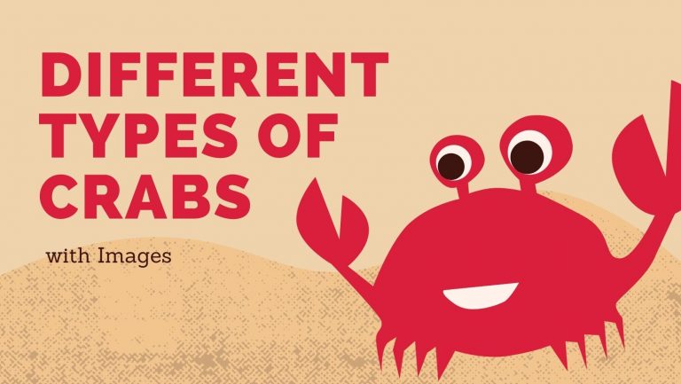 13 Different Types Of Crabs With Images