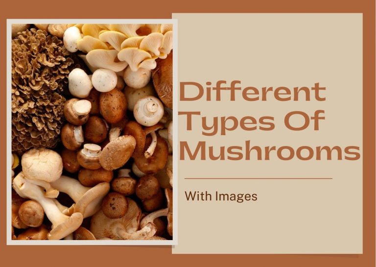 20 Different Types Of Mushrooms With Images