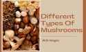 20 Different Types Of Mushrooms With Images