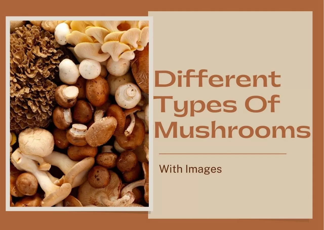 types of mushrooms