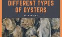 10 Different Types Of Oysters With Images