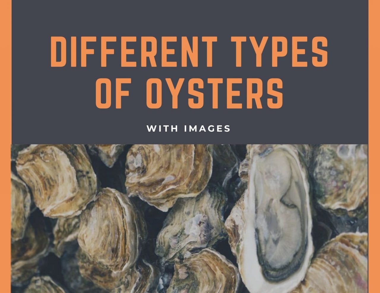 10 Different Types Of Oysters With Images