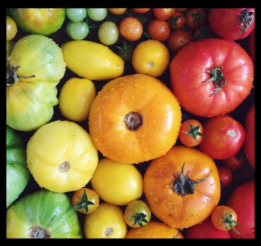 8 Different Types Of Tomatoes With Images