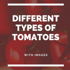 types of tomatoes