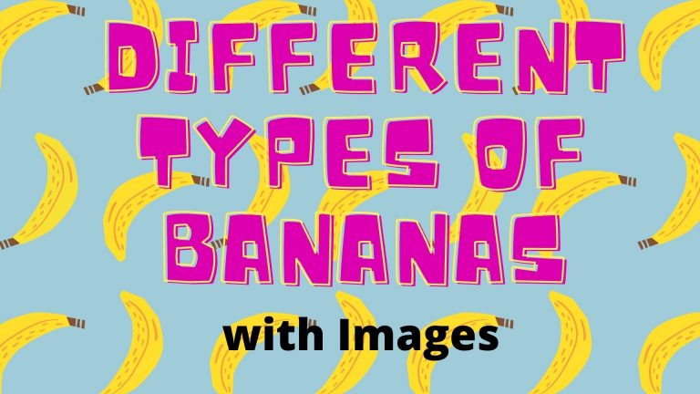 15 Different Types of Bananas with Images