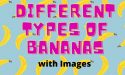 15 Different Types of Bananas with Images