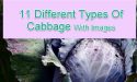 11 Different Types of Cabbage With Images