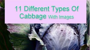 Types Of Cabbage