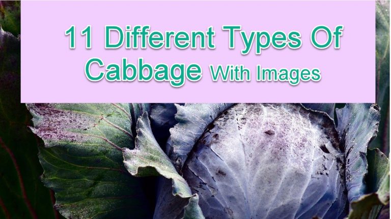11 Different Types of Cabbage With Images
