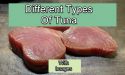 9 Different Types Of Tuna With Images