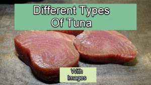 Types Of Tuna