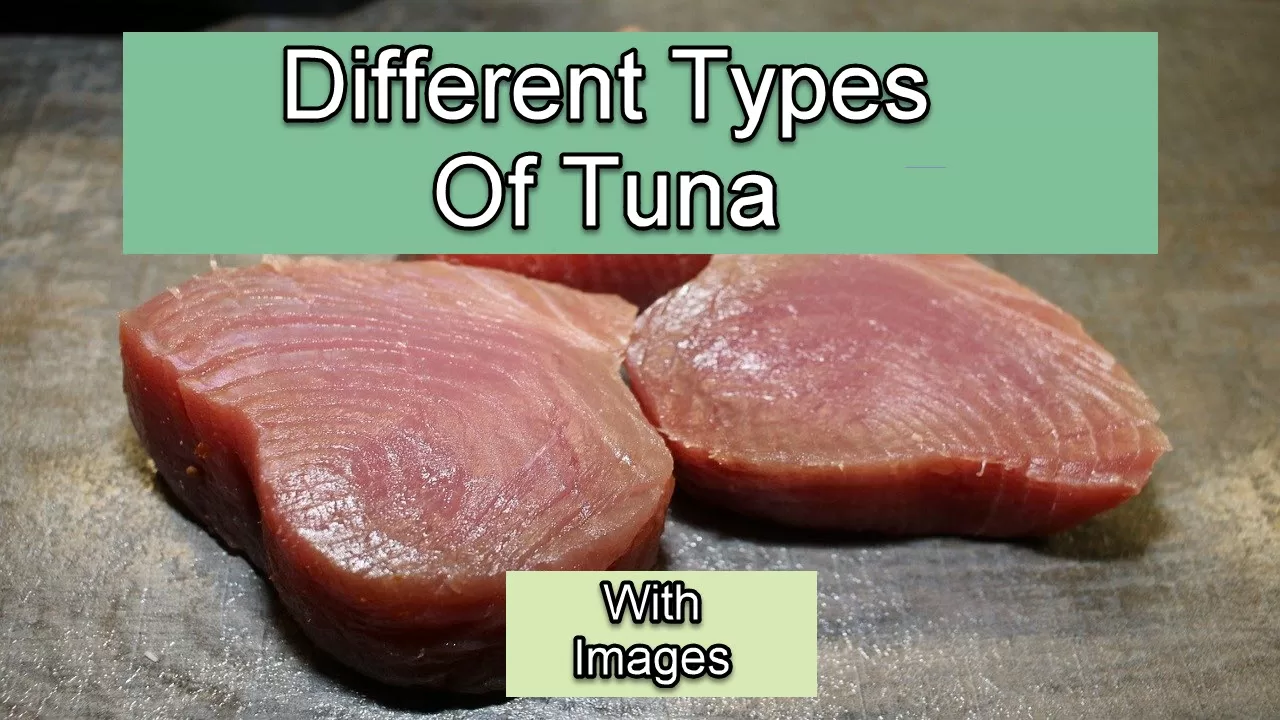 Types Of Tuna