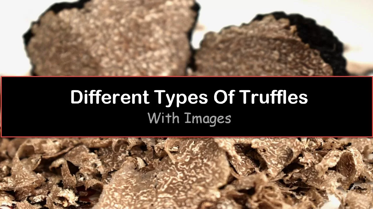 Types Of Truffles