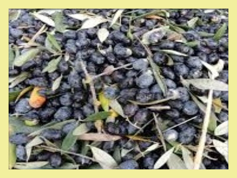 Galega Olives