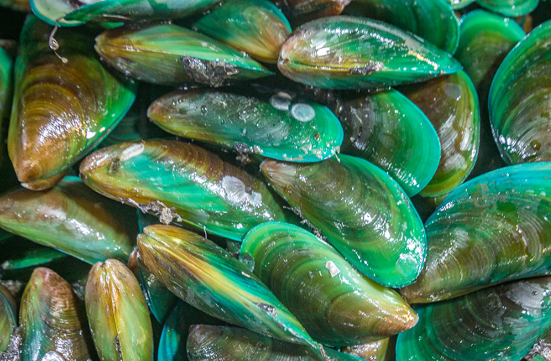 Green Mussels