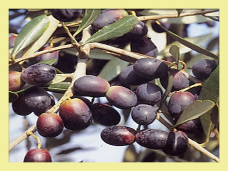 Leccino Olives